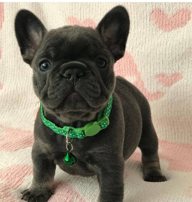 ФранцузЬка красотка .тігровий колір