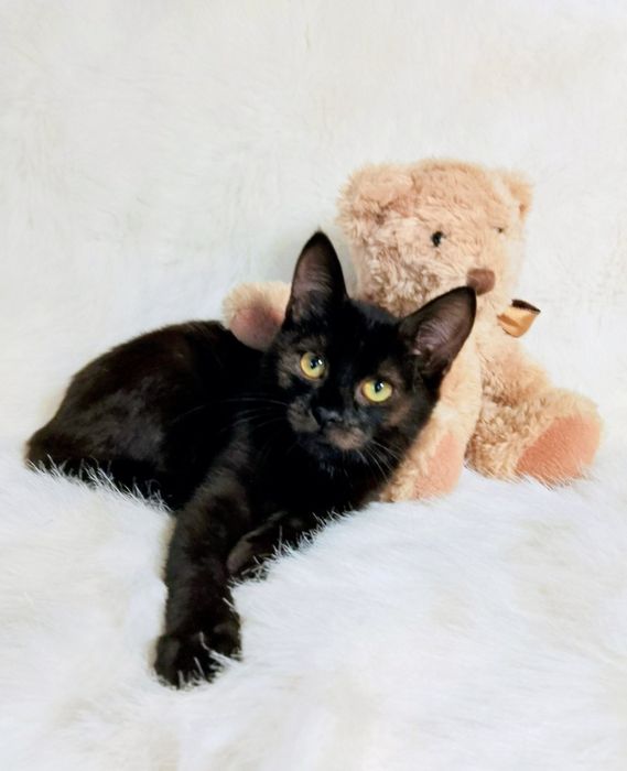 Котик Марсік в люблячу родину