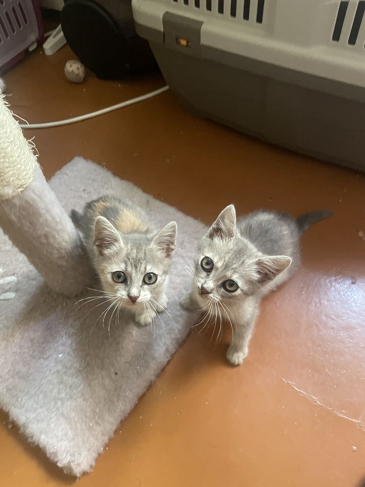 Кошенята кошеня шукають дім