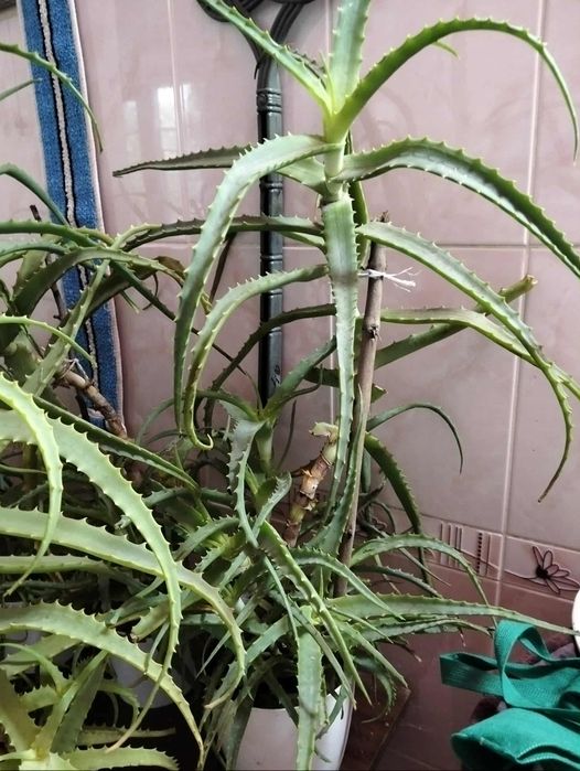 Алое лікувальний