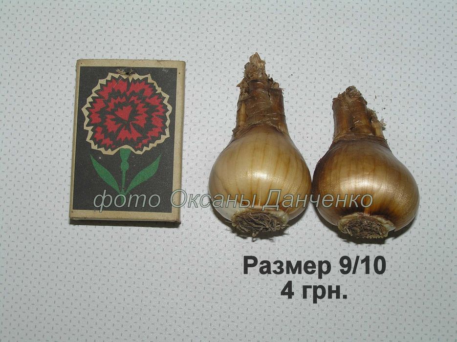 Нарциссы (луковицы)