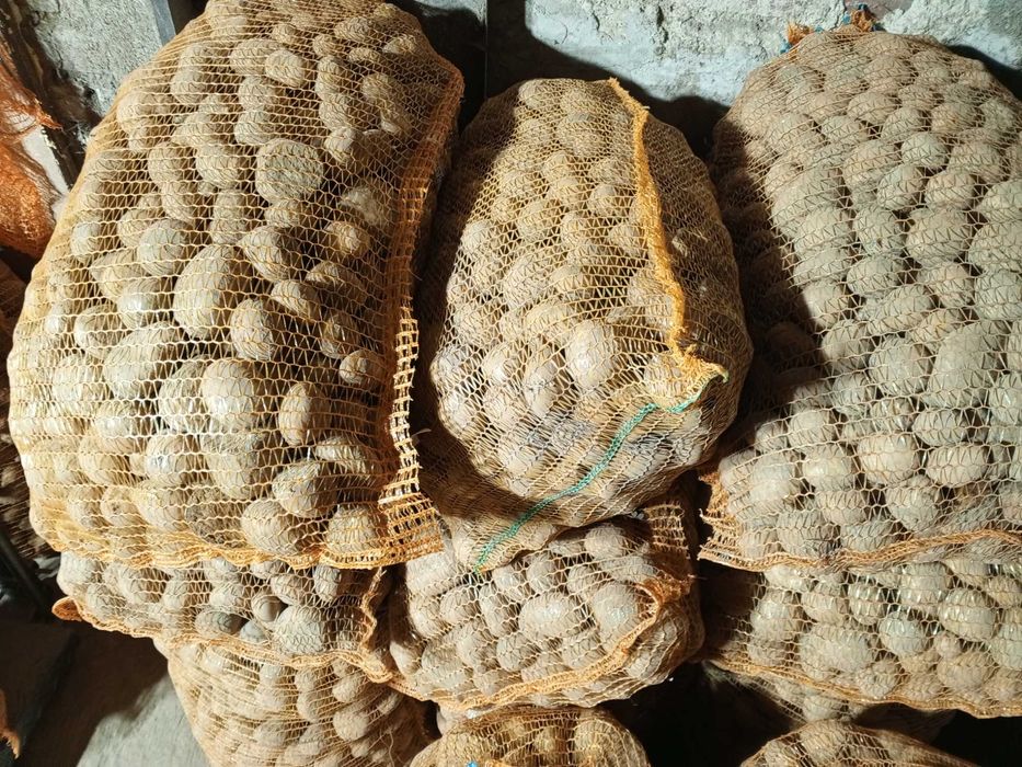 Sprzedam ziemniaki odpadowe