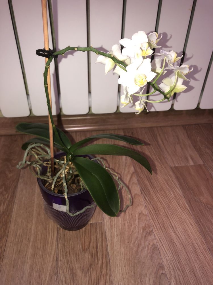 Орхидеи . Комнатные цветы.  Торг уместен