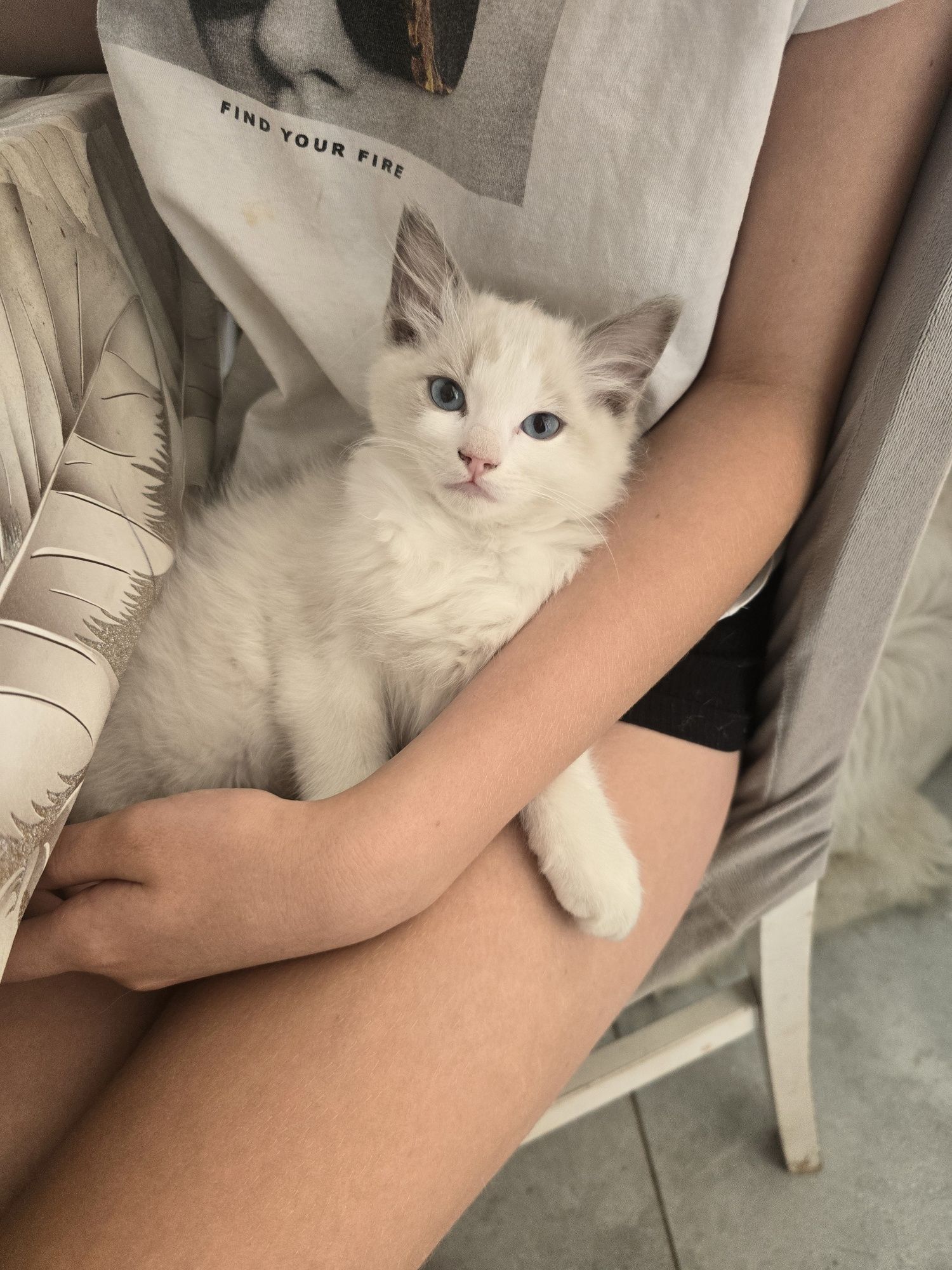 Kocur ragdoll -do rezerwacji