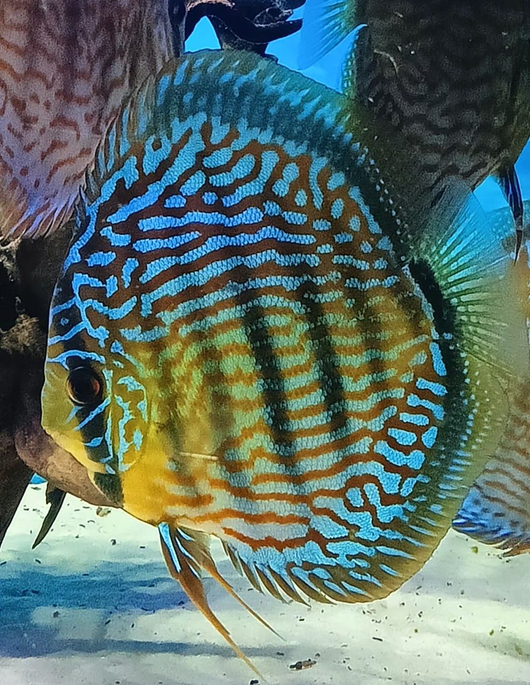 Paletki - Dyskowce Red Turkus