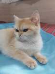Кошка. Кошеня. Шиншила. Кішка. Котенок.