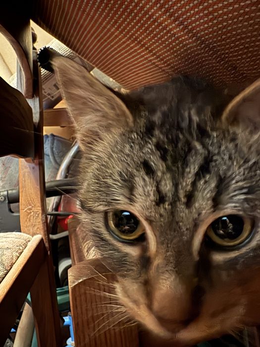 Młody bury kocurek szuka domu