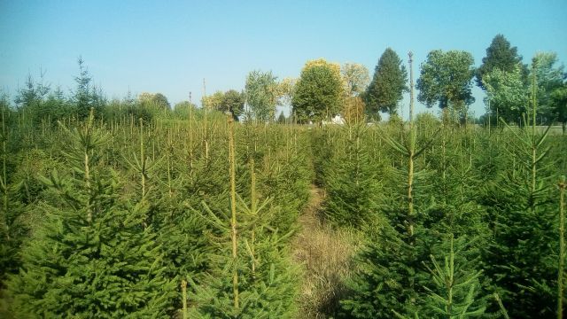 choinka, świerk świąteczny dowozem , Warszawa i okolice, producent