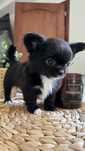 Mini Chihuahua Chłopczyk z Rodowodem Milo