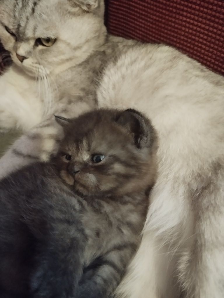Шотландский котёнок