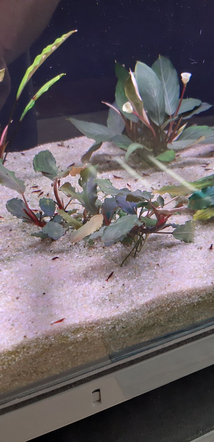 Bucephalandra Nanga Pinoh metro Racławicka