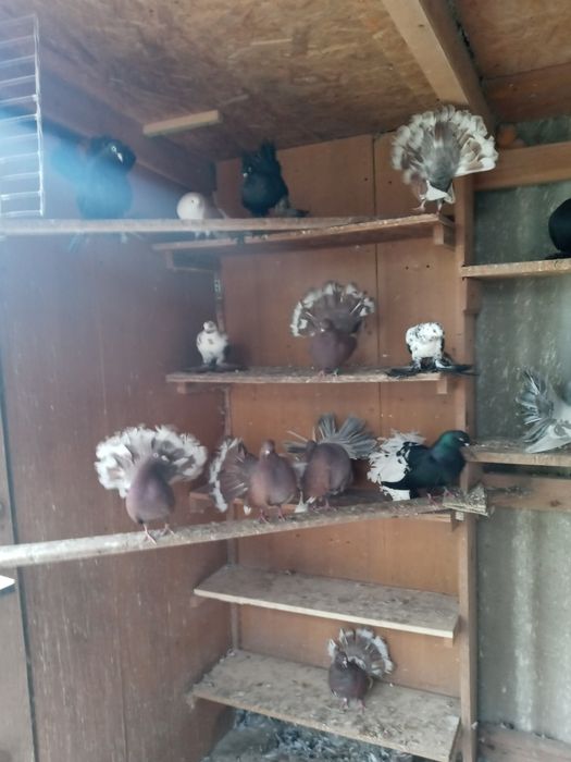 Pawiki. Pary parzyste i młode 2025r