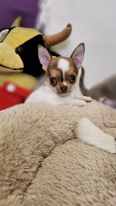 Класнючий хлопчик, КСУ