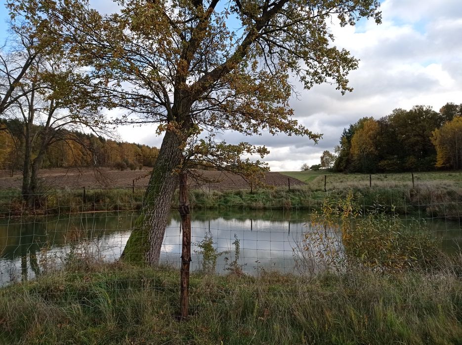 Sprzedam działkę rolną że stawem
