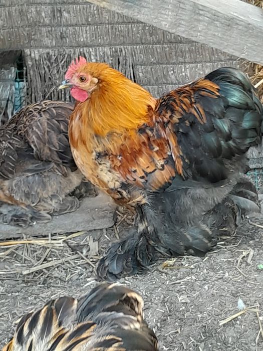 Kogut kochin karzełek