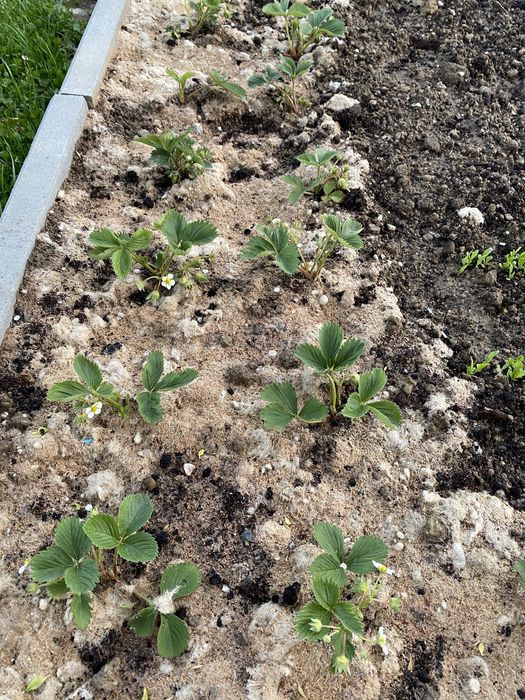 nawóz z wełna owcza do szklarni eko zamiast gnoju obornik uprawa