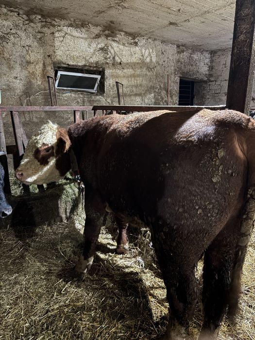 30 szt bydlo opasowe (odsadki)