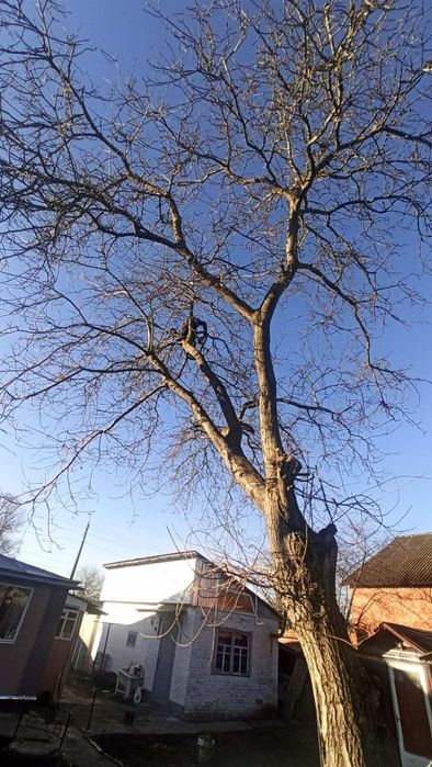 Пиляння дерев будь-якої складності!