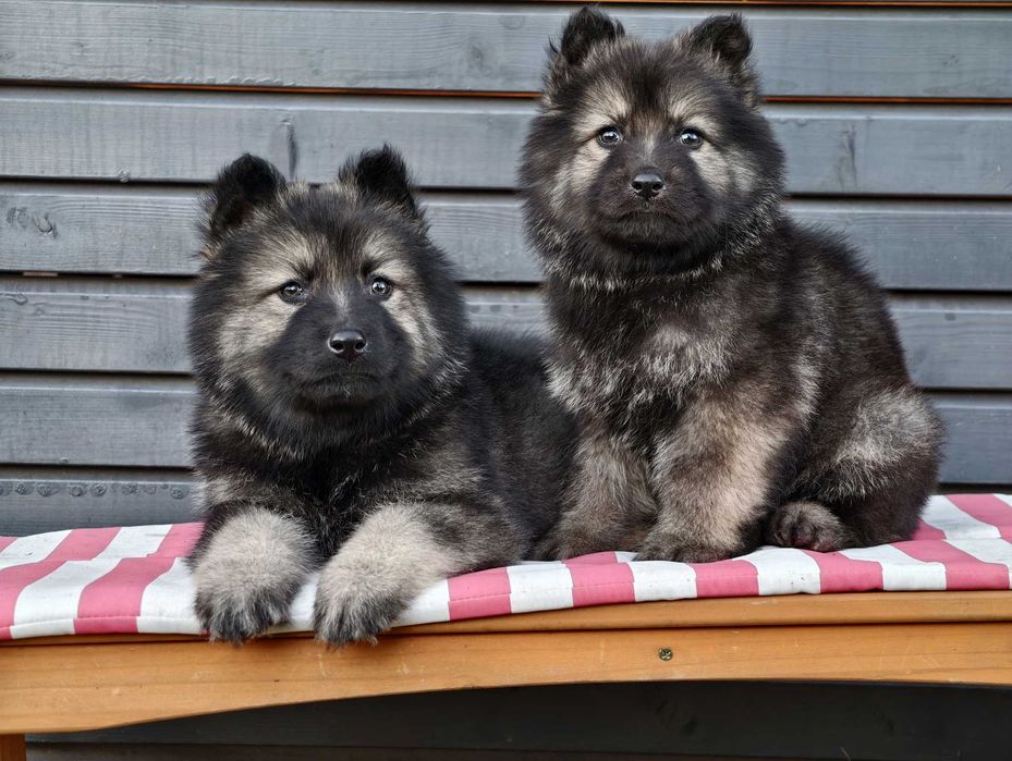 OWCZAREK STARONIEMIECKI Niespotykany srebrny pies, piękni rodzice!