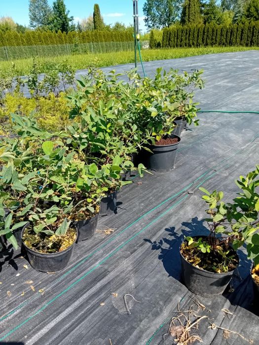 Sadzonki jagody kamczackiej wojtek i zojka. Sadzonki jagody kamczack