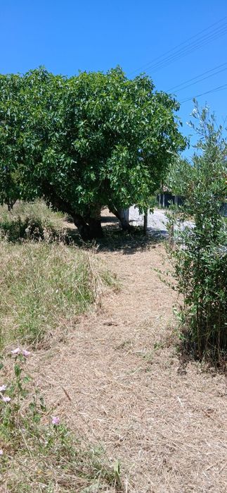 Limpeza de terrenos, jardins e quintais