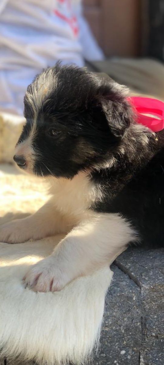 Border collie szczeniak