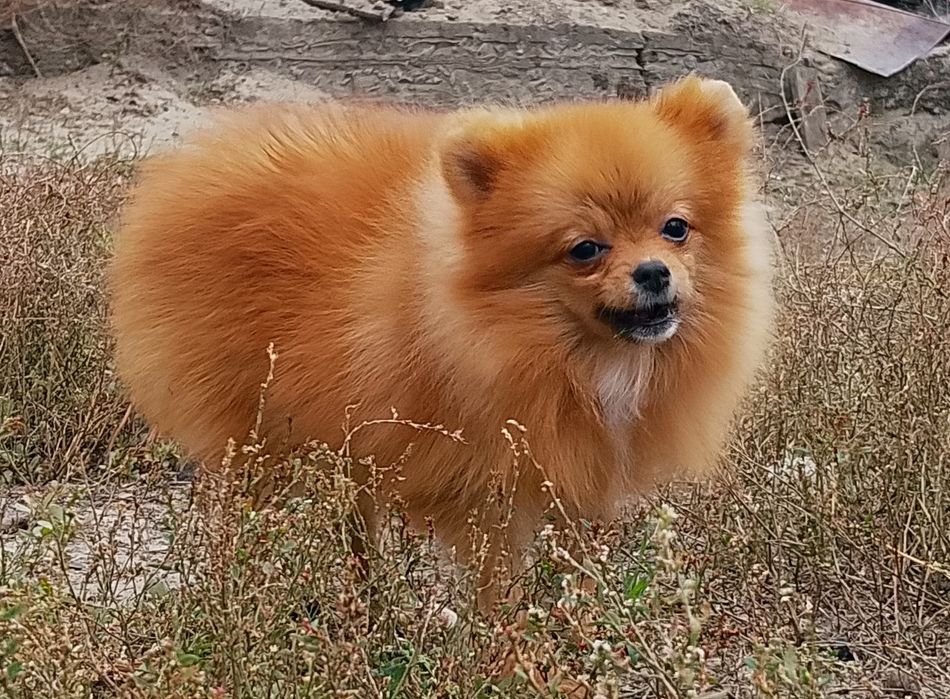 Померанский шпиц