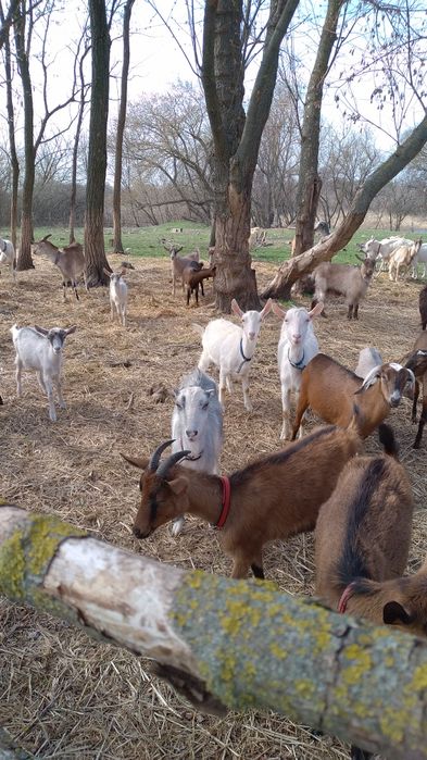 Кози Сімейна ферма.Розведення,утримання,продажа.