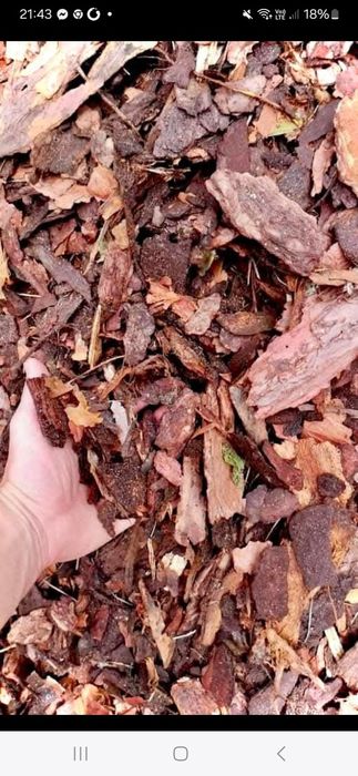 Kora Sosnowa ogrodowa