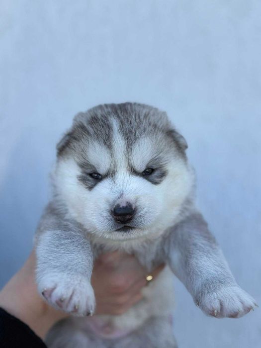 Szczenie piesek Siberian Husky,  samiec  odbiór grudzień  ZKwP/FCI