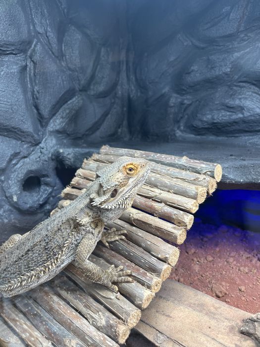 Sprzedam agame brodata z terrarium