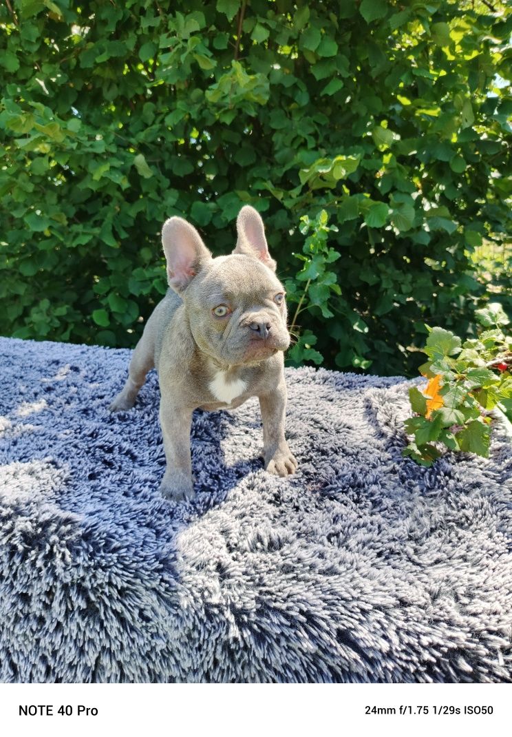 Buldog francuski lilac