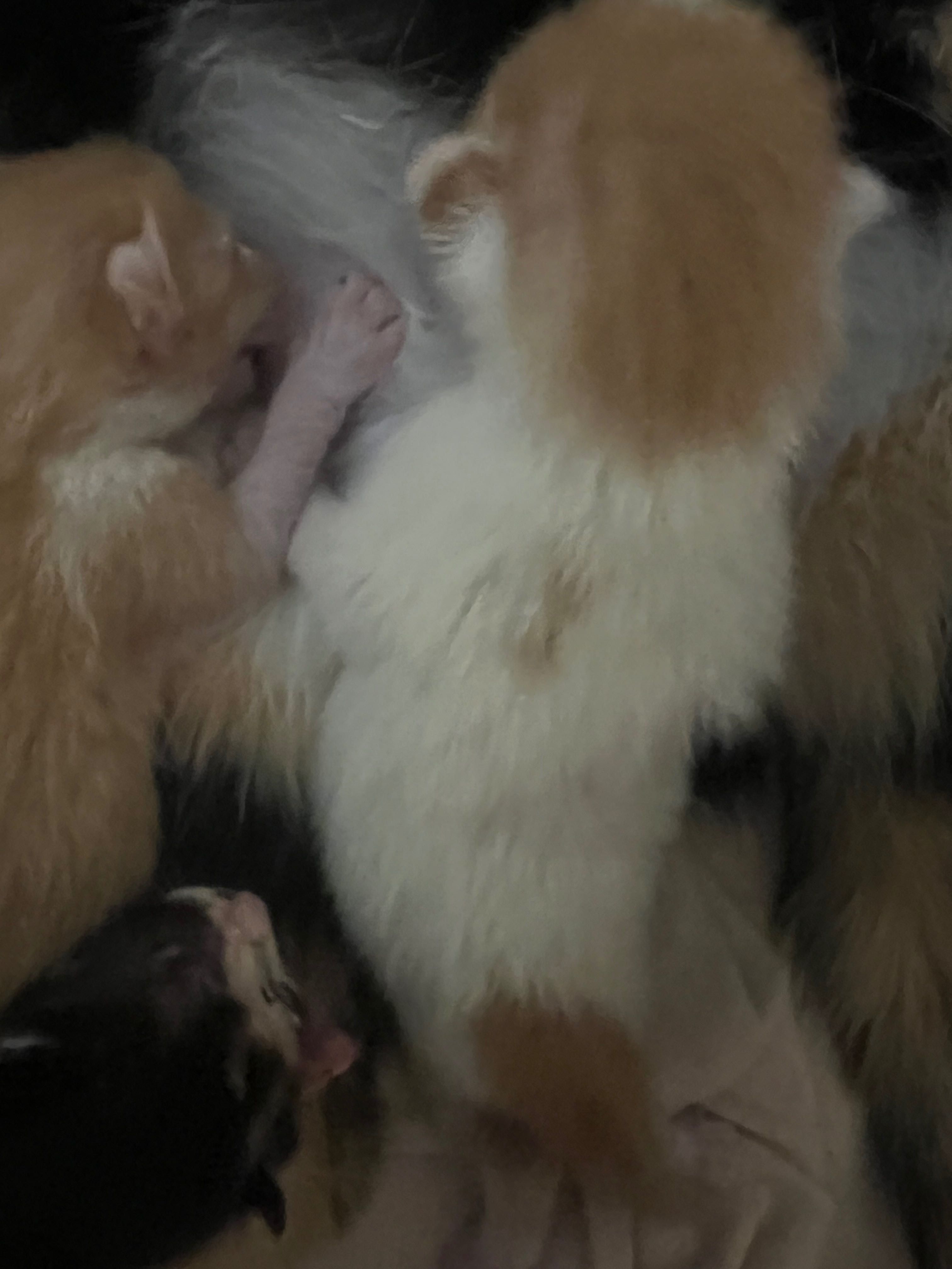 gatinhos pretos, ruivos e brancos
