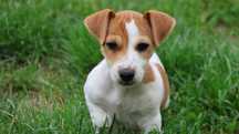 Jack Russell Terrier z hodowli " BREFIO/piesek-badania genetyczne