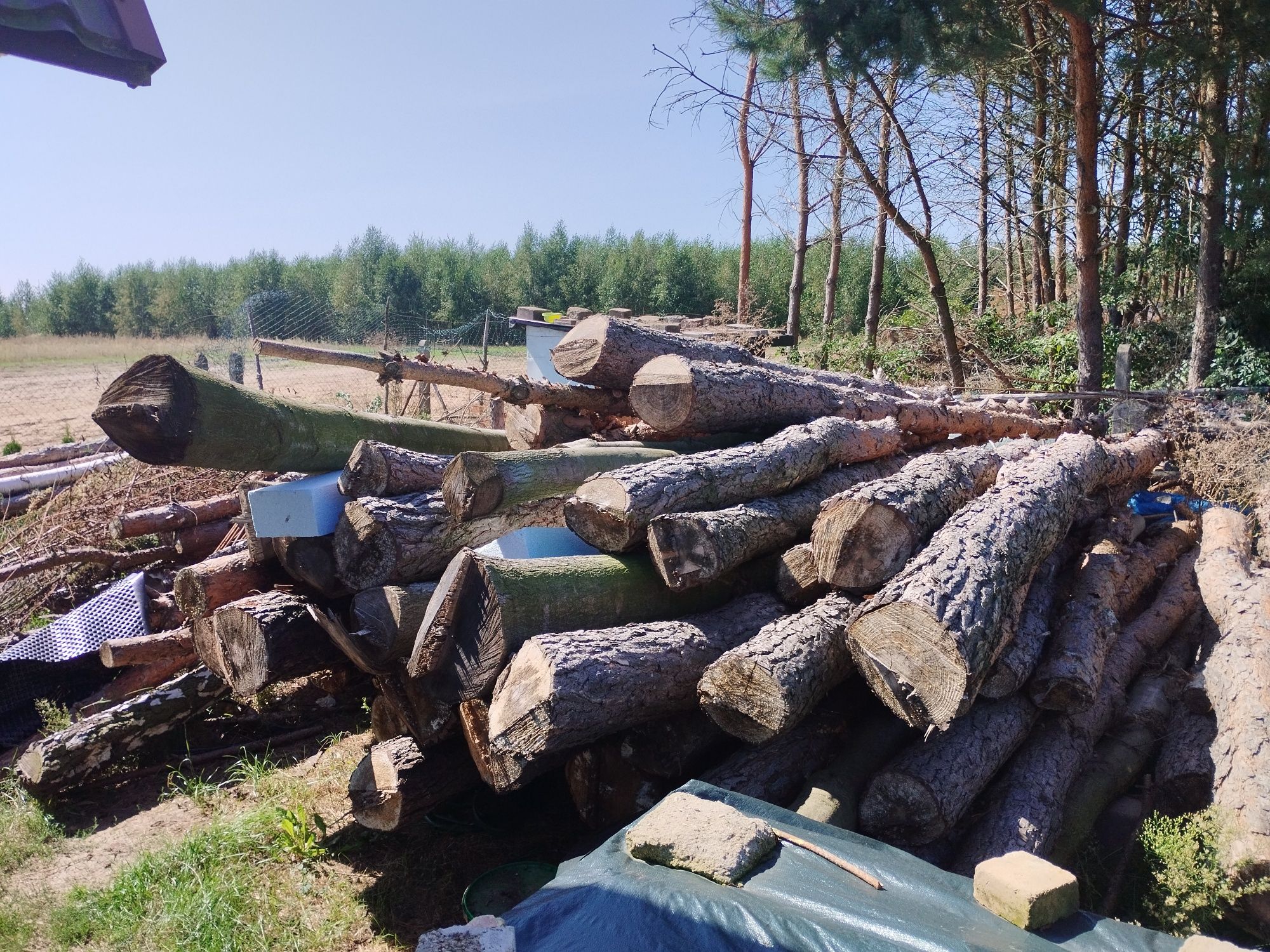 Drewno opałowe sosna dąb wierzba