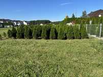 Tuja thuja szmaragd 120-130cm z gruntu