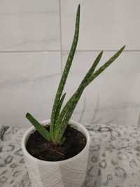 Aloe Vera sadzonka 15cm, aloes lekarski