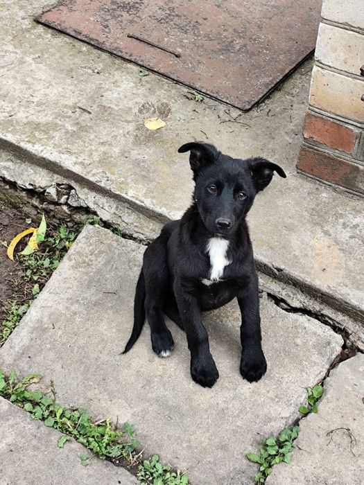 Хлопчик 5місяців,Щеплення від сказу,вихований