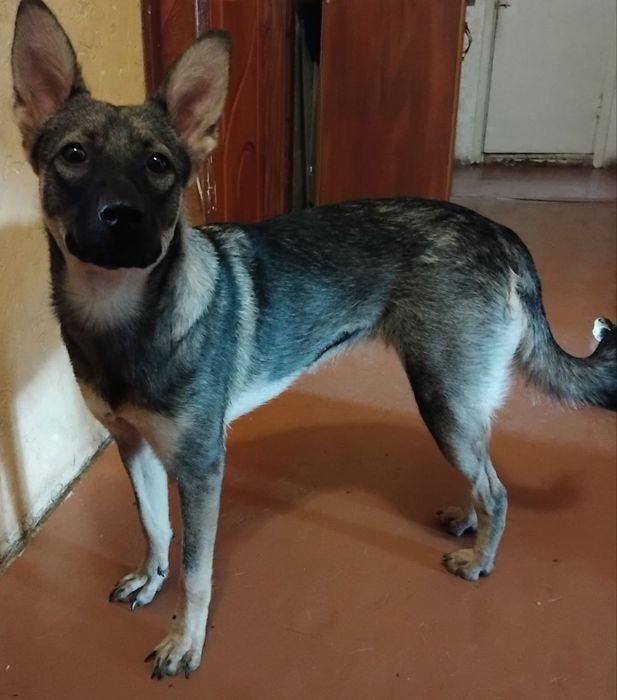 Отдам даром в добрые руки щенка метис овчарки