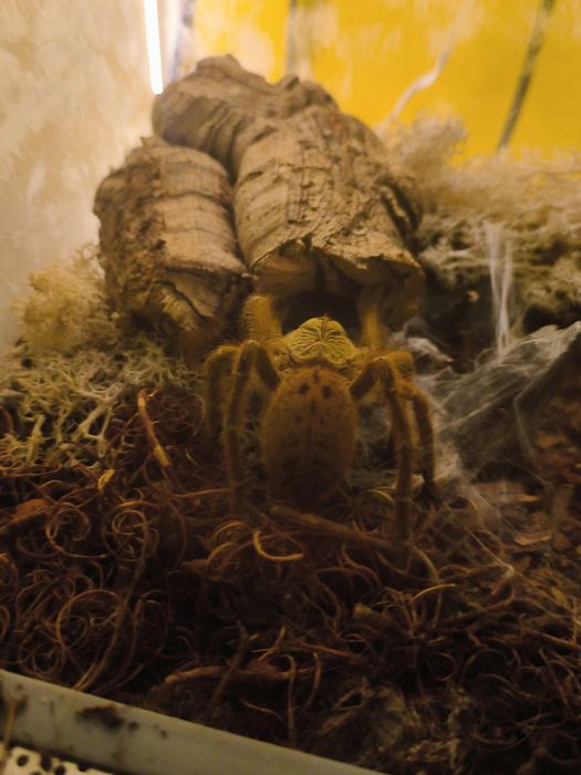 Pająk- Pterinochilus murinus usambara (samica)