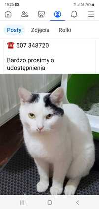 Zaginal kot Bandziorek