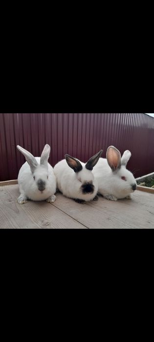 Кролики різних порід