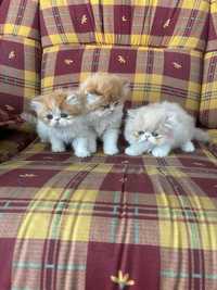 Gatos persa nascidos a 11 abril