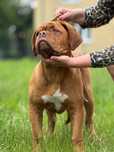 Dogue de Bordeaux Mastif Francuski