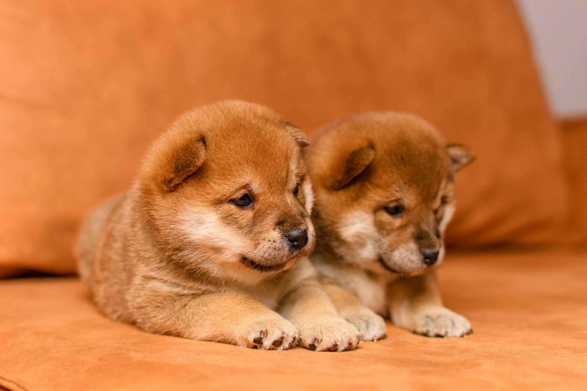 Прекрасные щенки шиба ину (shiba inu)