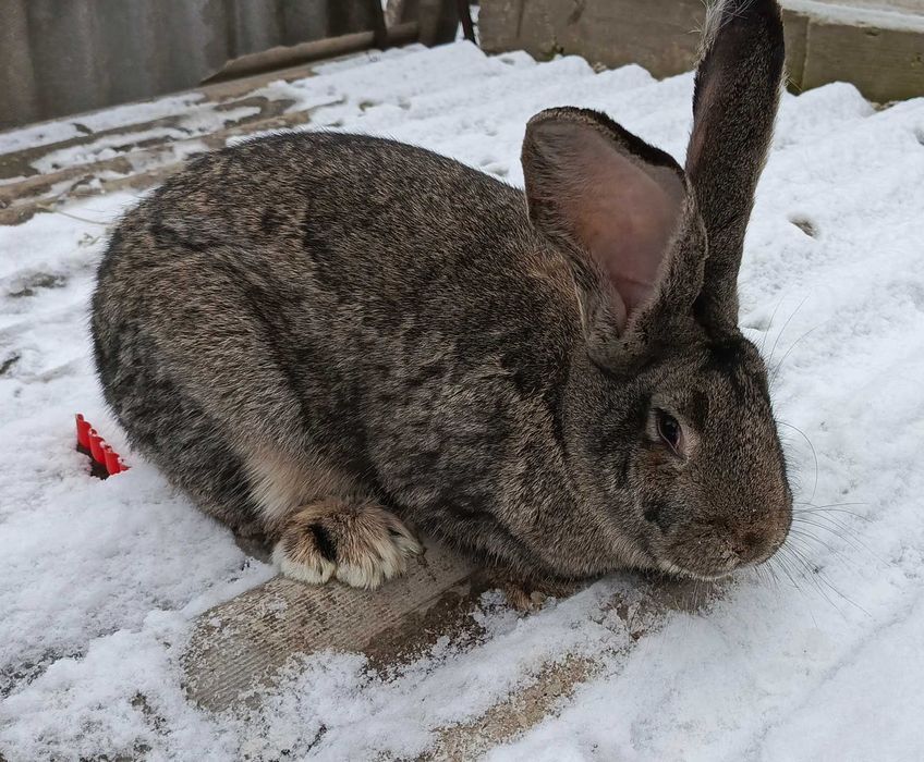 Продам кролі і кролиці породи ФЛАНДР