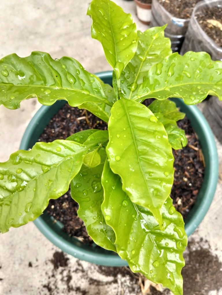 Planta de café em vaso