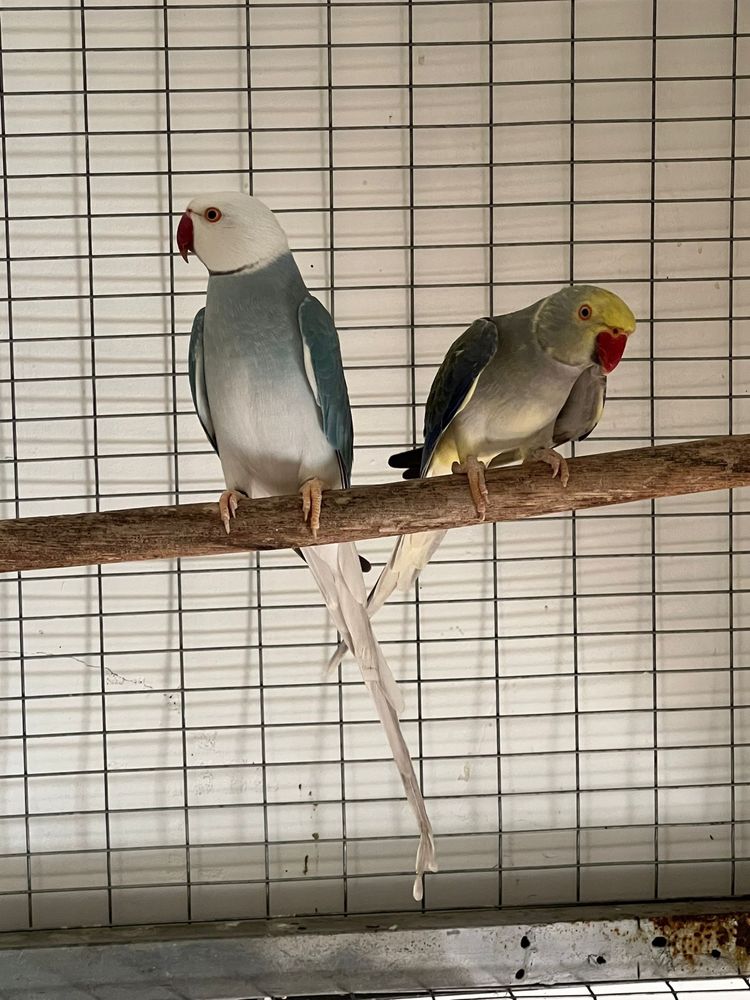 Casais de ring necks