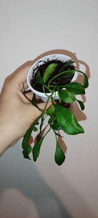 Hoya hoja manipurensis