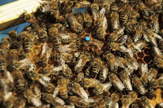 Matki Pszczele, Odkłady Pszczele, Pszczoły